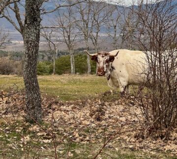 Abema-Carlos_Sanz_Garcia-Rascafria(madrid)1-berrendo