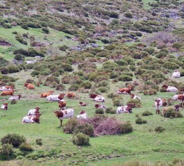 Abema-Carlos_Sanz_Garcia-Rascafria(madrid)2-berrendo