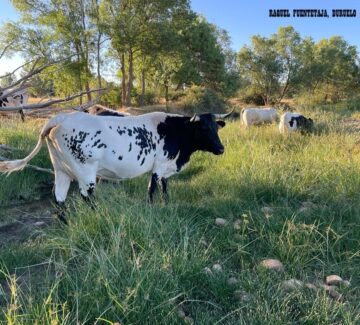 Abema-Raquel_Fuentetaja-Duruelo(segovia)1-berrendo