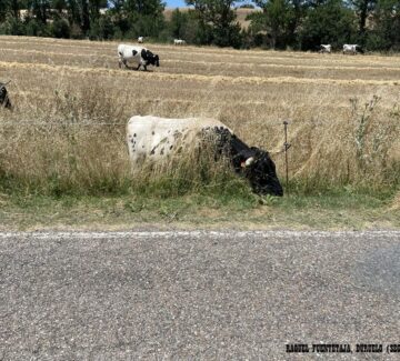 Abema-Raquel_Fuentetaja-Duruelo(segovia)3-berrendo