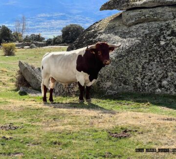 Abema-Simon_Marina_Moreno-avila-berrendo